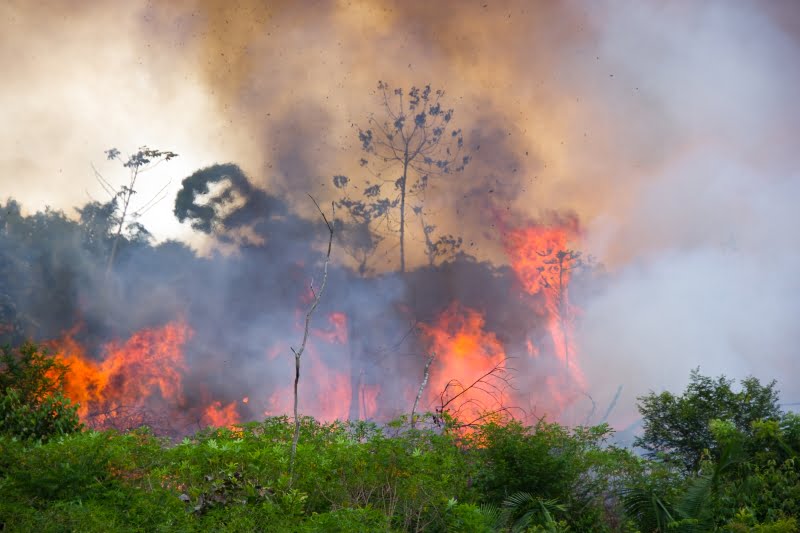 Marcas de roupas e calçados internacionais suspendem compras de couro do Brasil