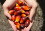 Ferrero publica lista de fornecedores de óleo de palma em esforço para aumentar a transparência