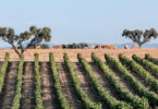 Programa de Sustentabilidade dos Vinhos do Alentejo distinguido internacionalmente