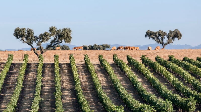 Programa de Sustentabilidade dos Vinhos do Alentejo distinguido internacionalmente