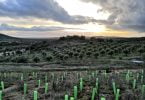 Vinhos do Alentejo contribuem para a reflorestação