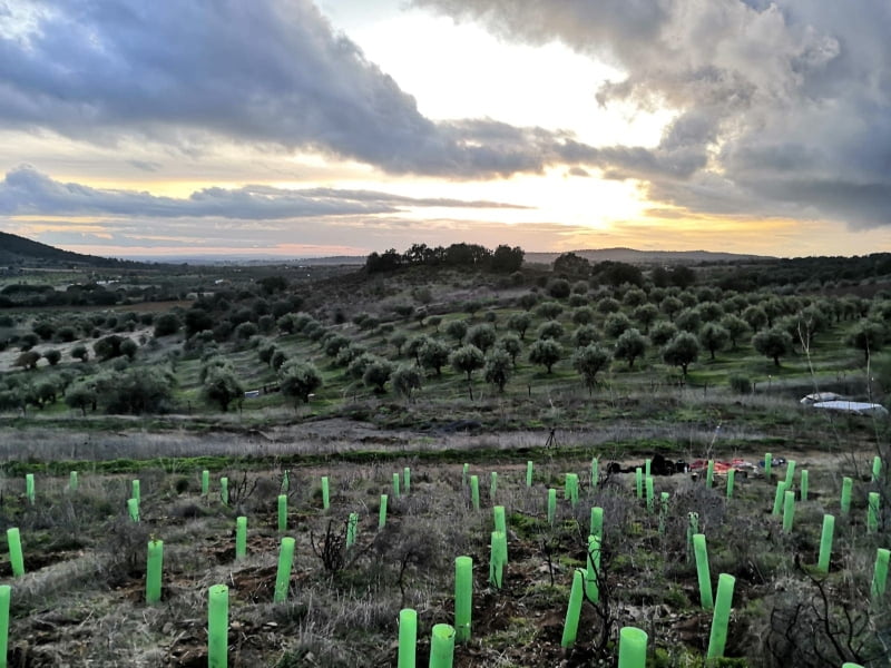 Vinhos do Alentejo contribuem para a reflorestação