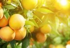 UE produz 6,5 milhões toneladas de laranja em 2018