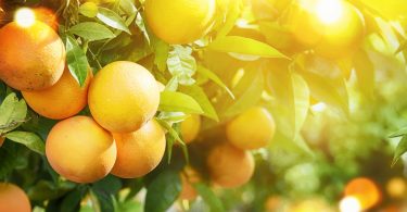 UE produz 6,5 milhões toneladas de laranja em 2018
