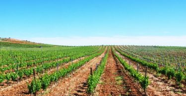 Vendas dos Vinhos do Alentejo aproximam-se das 120 milhões garrafas