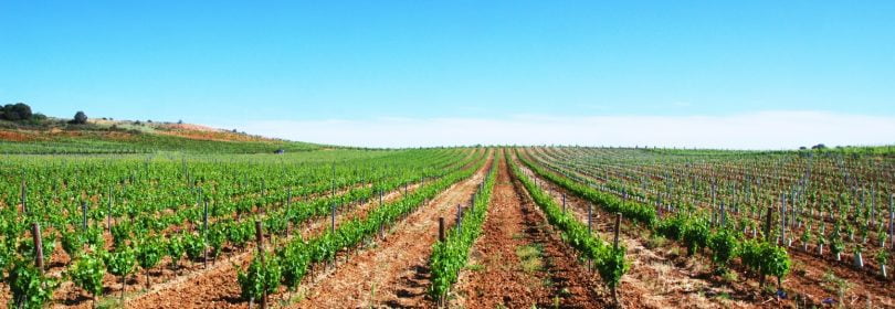 Vendas dos Vinhos do Alentejo aproximam-se das 120 milhões garrafas