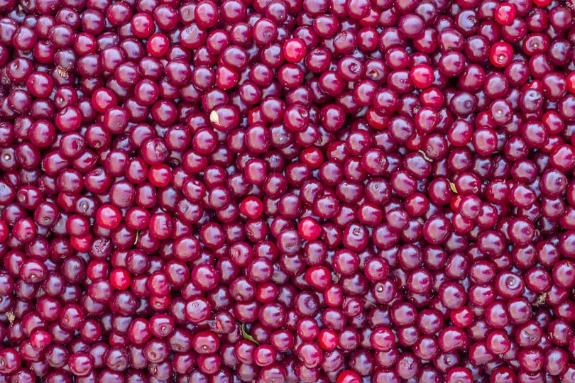 Frutóbidos anuncia construção de nova unidade de produção
