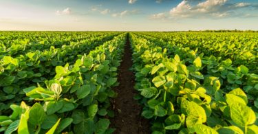 PSD quer ‘simplex agrícola’ e entidade reguladora para o setor agroalimentar