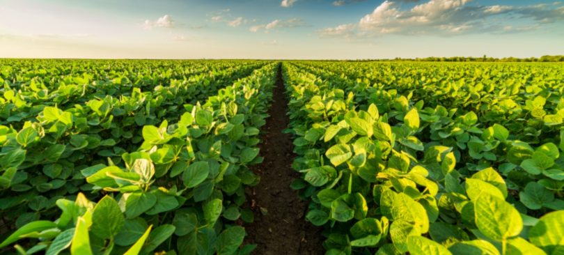 PSD quer ‘simplex agrícola’ e entidade reguladora para o setor agroalimentar