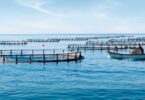 Sonae_MC_Aquacultura