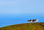 Acores_leite_embargo