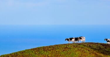 Acores_leite_embargo