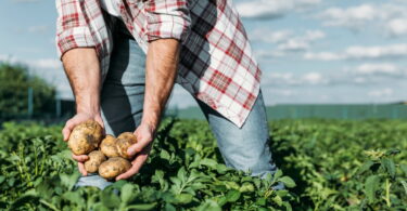 Portugal é o terceiro país com melhor execução dos fundos comunitários para a agricultura