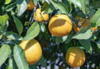 laranja do algarve