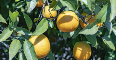 laranja do algarve