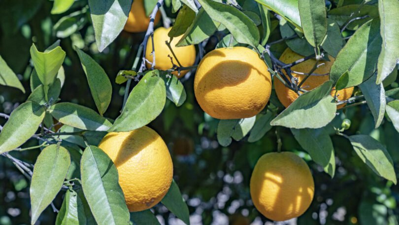 laranja do algarve