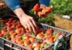 A retalhista Mercadona comprou mais de 150 toneladas de morango nacional em 2020, através de uma colaboração com a Sudoberry.