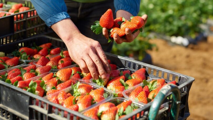 A retalhista Mercadona comprou mais de 150 toneladas de morango nacional em 2020, através de uma colaboração com a Sudoberry.