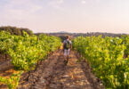 Os vinhos portugueses foram mais exportados em janeiro e fevereiro deste ano, em comparação ao mesmo período de 2020.
