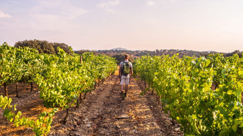 Os vinhos portugueses foram mais exportados em janeiro e fevereiro deste ano, em comparação ao mesmo período de 2020.