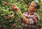 “As nossas frutas e legumes chegam ao Sabor da Natureza” é o conceito da nova campanha dedicada aos produtos frescos do Continente.