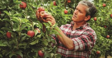 “As nossas frutas e legumes chegam ao Sabor da Natureza” é o conceito da nova campanha dedicada aos produtos frescos do Continente.