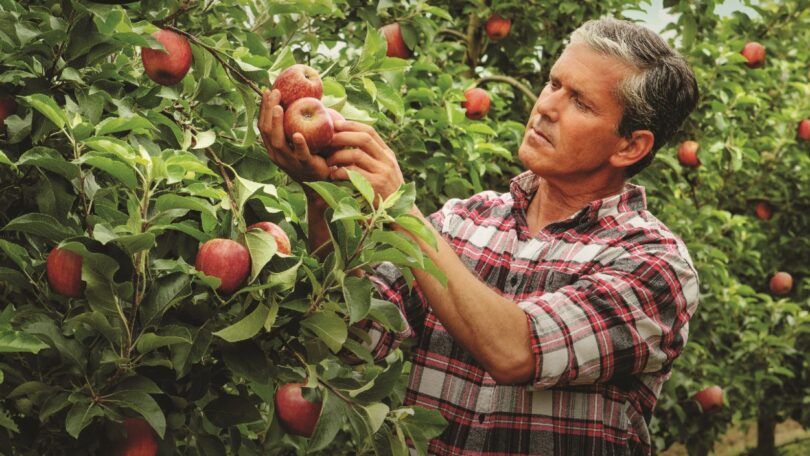 “As nossas frutas e legumes chegam ao Sabor da Natureza” é o conceito da nova campanha dedicada aos produtos frescos do Continente.