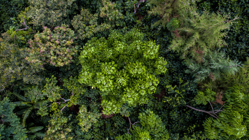 Nespresso - sustentabilidade