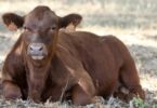 A carne nacional Angus Pingo Doce recebeu a certificação em bem-estar animal segundo o protocolo Welfair TM com o selo AENOR.