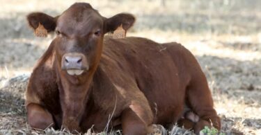A carne nacional Angus Pingo Doce recebeu a certificação em bem-estar animal segundo o protocolo Welfair TM com o selo AENOR.