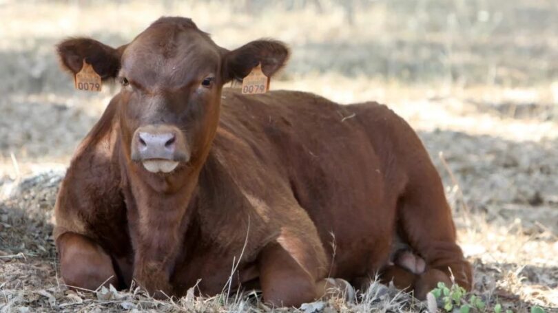 A carne nacional Angus Pingo Doce recebeu a certificação em bem-estar animal segundo o protocolo Welfair TM com o selo AENOR.