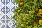 O Continente vai adquirir 18 milhões de quilos de laranja do Algarve, valor superior em dois milhões ao do ano passado.