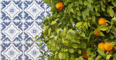 O Continente vai adquirir 18 milhões de quilos de laranja do Algarve, valor superior em dois milhões ao do ano passado.