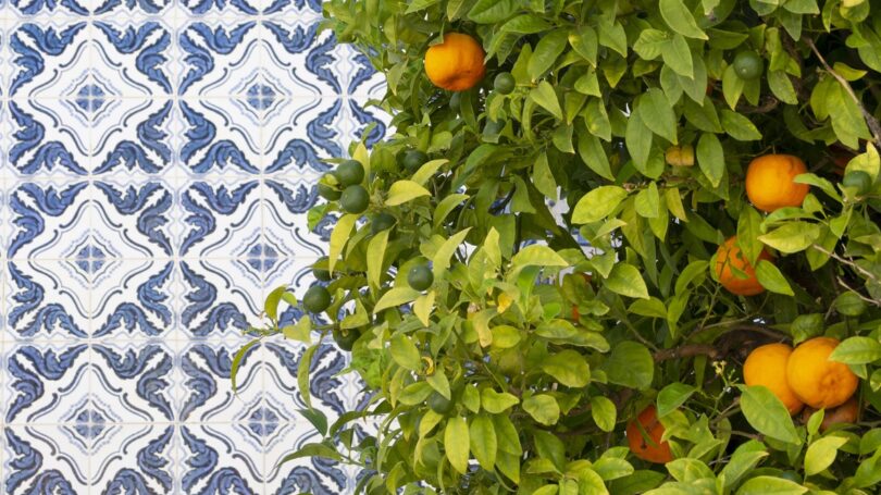 O Continente vai adquirir 18 milhões de quilos de laranja do Algarve, valor superior em dois milhões ao do ano passado.