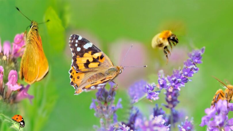 “Add-On BioDiversity” é a nova certificação de biodiversidade do Lidl e da GLOBALG.A.P