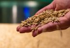 Preços dos alimentos cai globalmente pelo quinto mês consecutivo