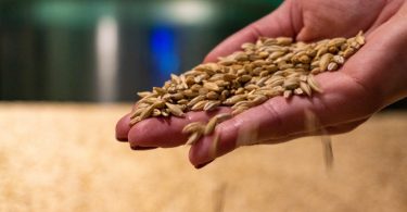 Preços dos alimentos cai globalmente pelo quinto mês consecutivo