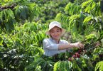 Nescafé apresenta plano de sustentabilidade até final da década