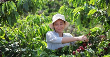 Nescafé apresenta plano de sustentabilidade até final da década