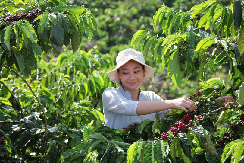 Nescafé apresenta plano de sustentabilidade até final da década