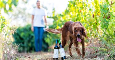 Novidades da semana: Novas marcas, cabazes e um ‘mar’ de bebidas