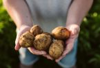 PepsiCo adquire mais de 33 mil toneladas de batata de cultivo agrícola sustentável