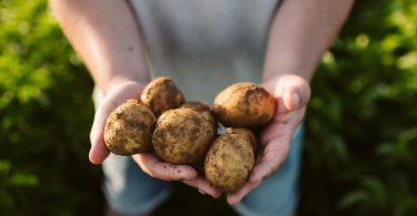 PepsiCo adquire mais de 33 mil toneladas de batata de cultivo agrícola sustentável
