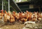 Bem-estar animal: Animais felizes são mais produtivos