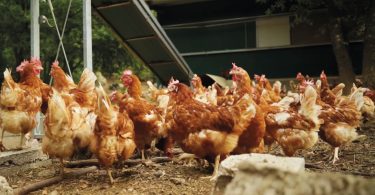Bem-estar animal: Animais felizes são mais produtivos