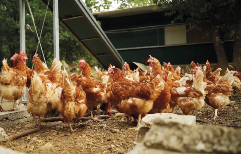 Bem-estar animal: Animais felizes são mais produtivos