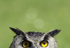 Learning Animals, quando a vontade de aprender é uma forma de estar e a aprendizagem é um ato contínuo