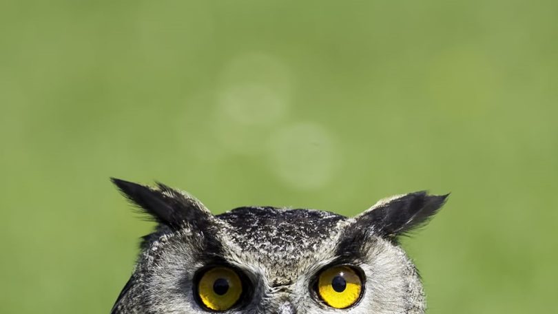 Learning Animals, quando a vontade de aprender é uma forma de estar e a aprendizagem é um ato contínuo