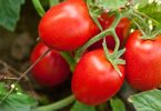 Tomate indústria