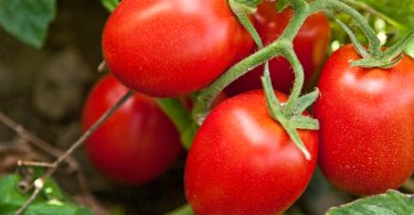 Tomate indústria